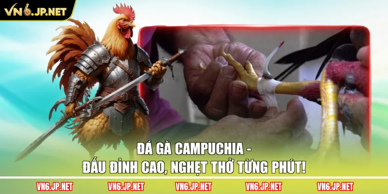 Đá Gà Campuchia - Đấu Đỉnh Cao, Nghẹt Thở Từng Phút!