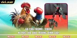 Gà Cựa Thomo - Chiến Kê Rực Lửa, Đấu Trường Đỉnh Cao!