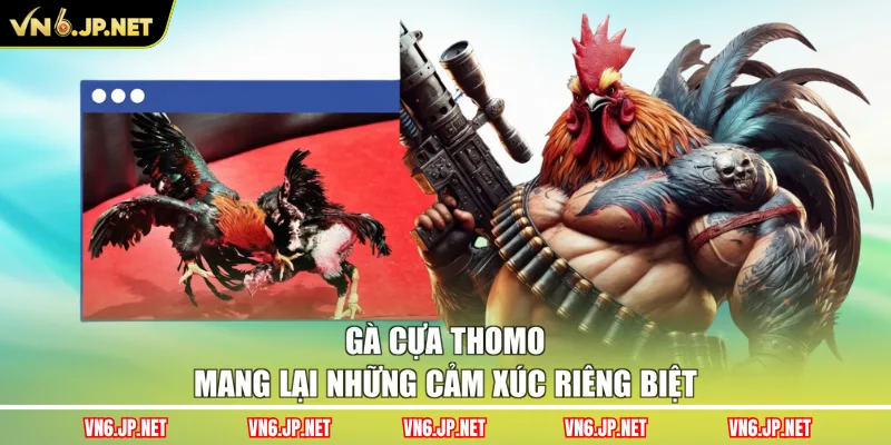 Gà cựa Thomo mang lại những cảm xúc riêng biệt